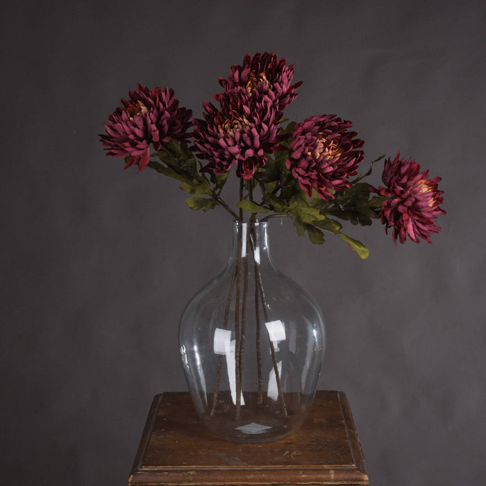 Autumn Spider Chrysanthemum - MILES AND BRIGGS