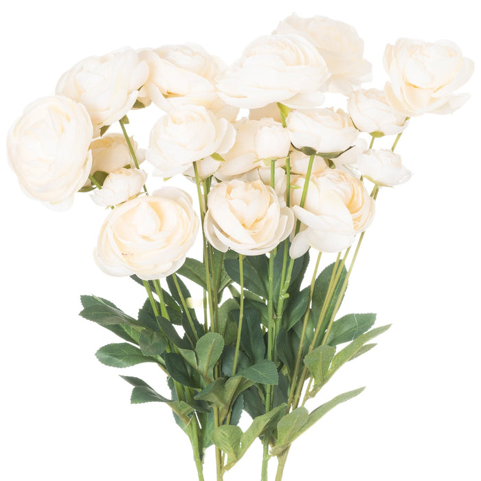 Cream Ranunculus - MILES AND BRIGGS