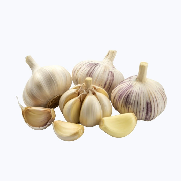 Garlic