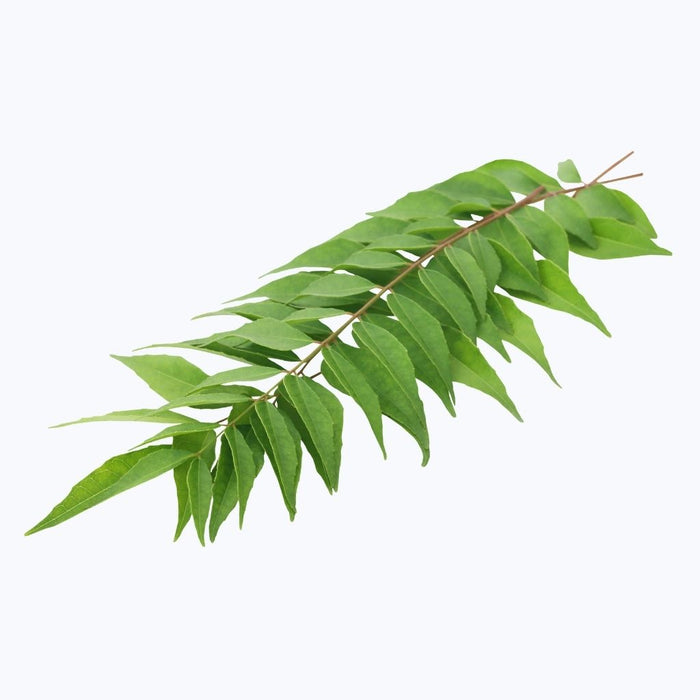 Curry Leaves
