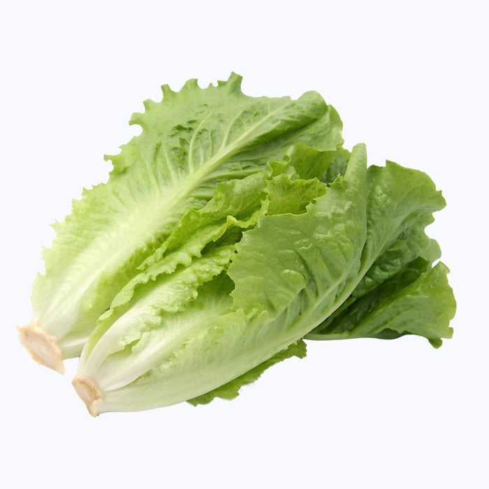 Lettuce