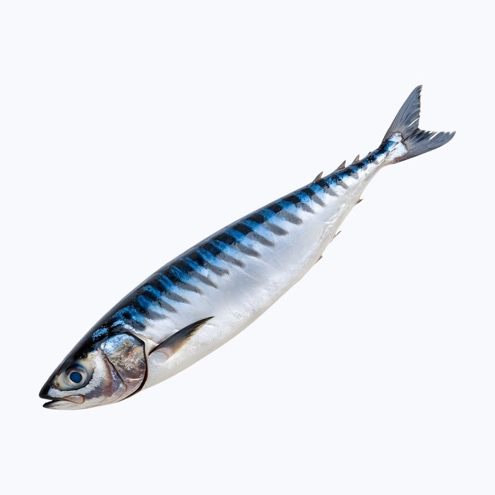 Mackerel – Rich & Oily Fish